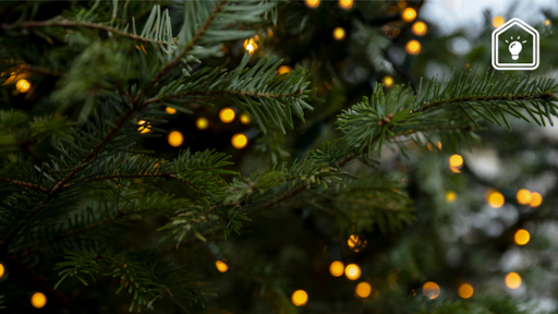 Kleur, geur en naalden: zo kies je de perfecte kerstboom uit