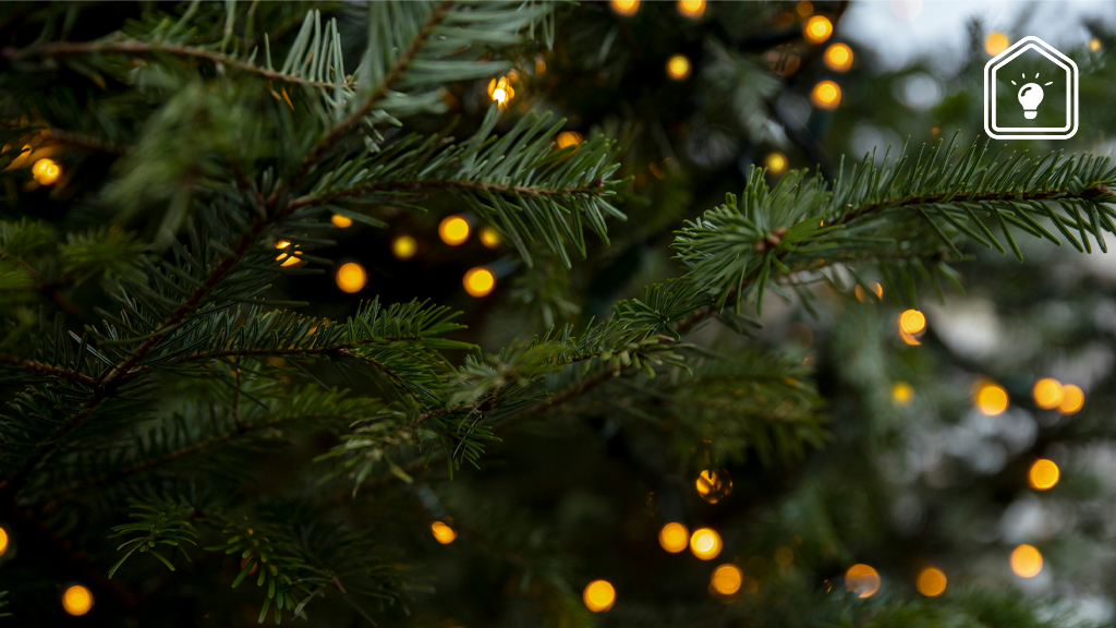 Kleur, geur en naalden: zo kies je de perfecte kerstboom uit