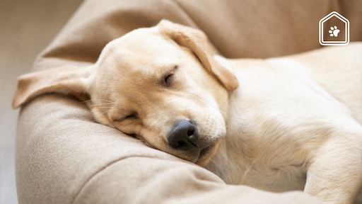 Dit is waarom jouw hond snurkt en dit kun je er tegen doen