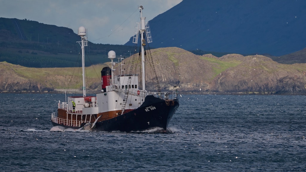 IJsland hervat walvisvangst: waarom is de traditie zo belangrijk?