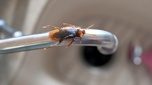 Winters ongedierte in je huis: zo voorkom je het
