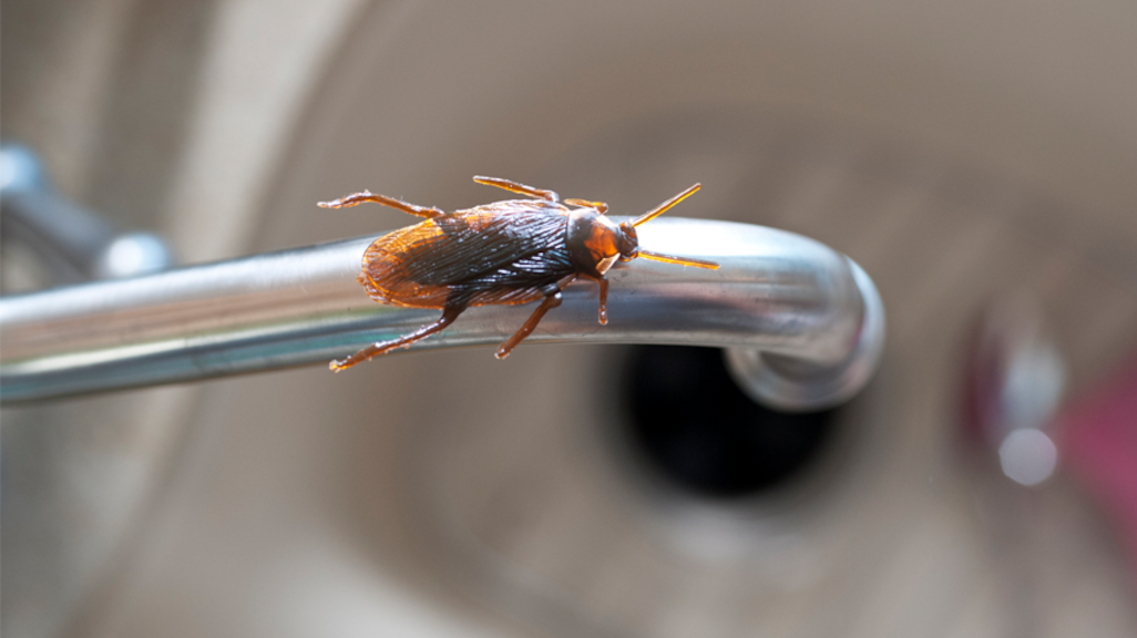 Winters ongedierte in je huis: zo voorkom je het