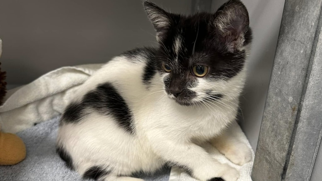 Kitten achtergelaten in trein van Amsterdam naar Den Haag