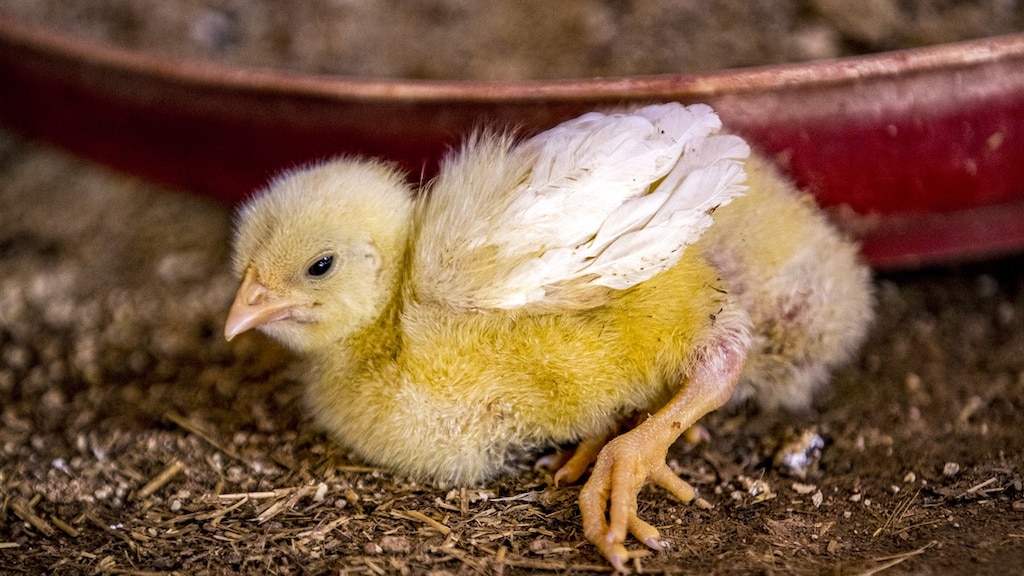 Man (35) in India slikt levend kuiken door en overlijdt door verstikking