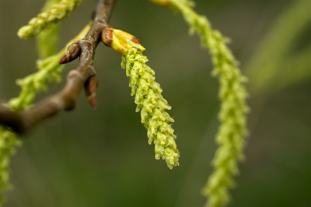 Onderzoekers: mogelijk tijdens kerst al hooikoortsklachten