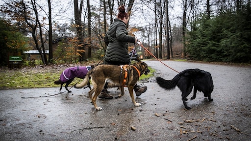 Dit jaar meer vuurwerkvrije vakantieparken tijdens jaarwisseling