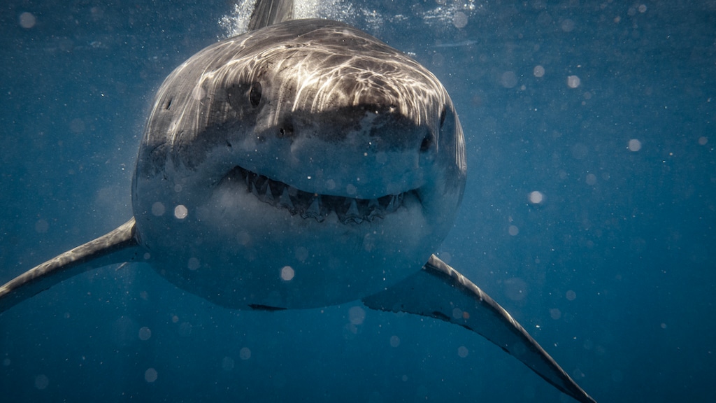 Man (40) doodgebeten door haai in Australië