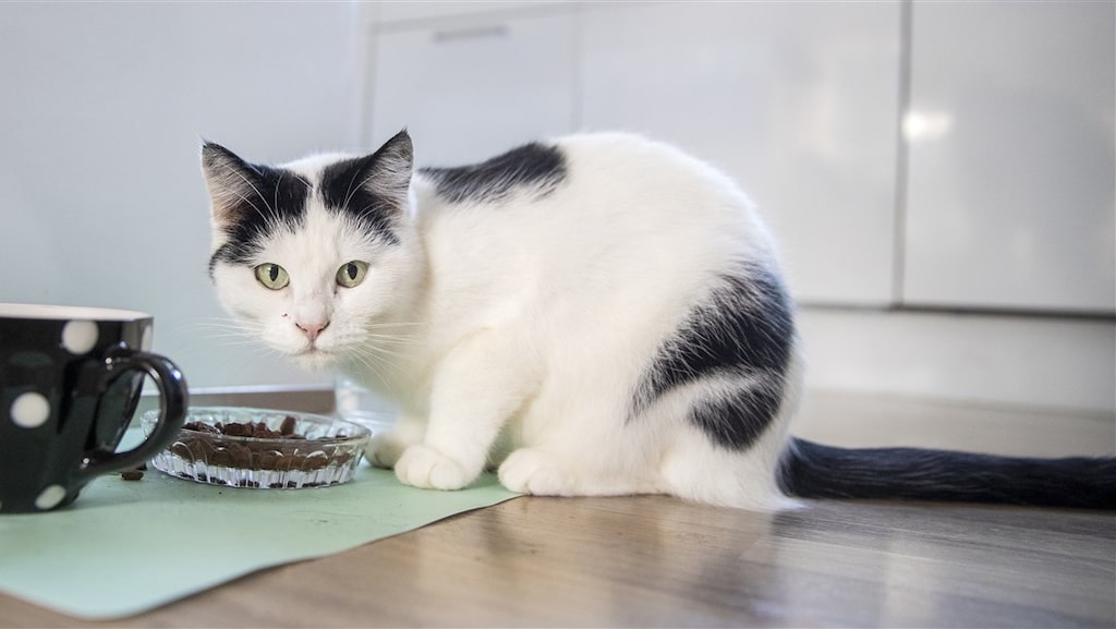 Kat in VS dood na eten rauw dierenvoer met vogelgriepvirus