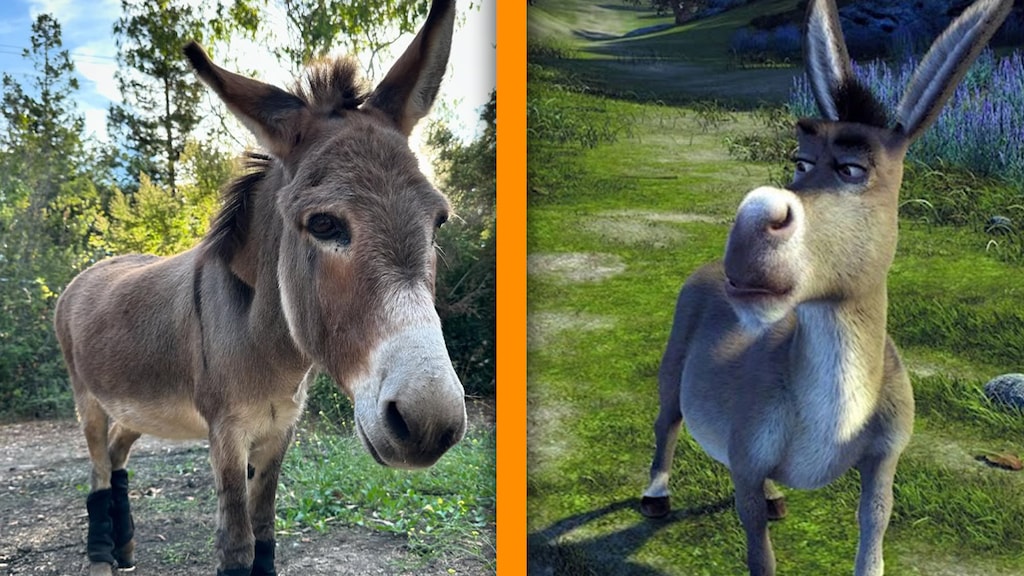 De 'echte' Donkey uit Shrek overleden