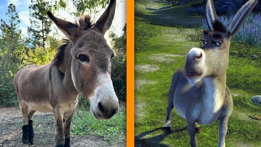 De 'echte' Donkey uit Shrek overleden