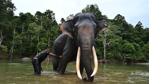 Toeriste omgekomen bij wassen olifant in Thailand: 'Dierenmishandeling en levensgevaarlijk'