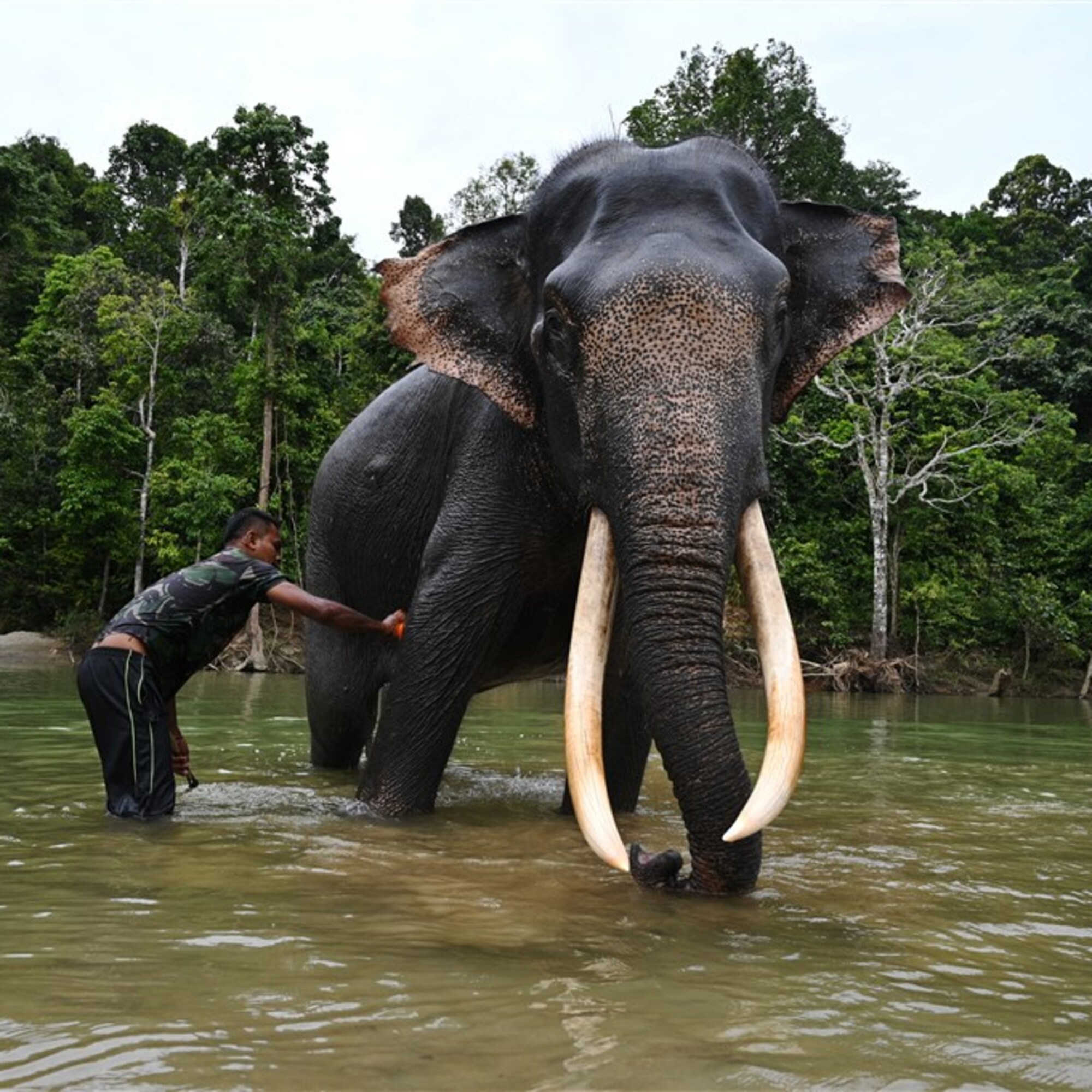 Kuna porno Eski porno