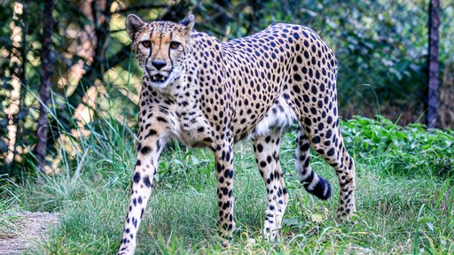 Beekse Bergen wil autosafari door verblijf cheeta's aanpassen om onveilige situaties