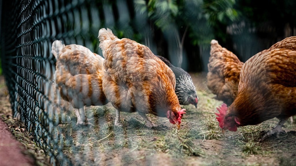 VS melden eerste menselijke sterfgeval door besmetting vogelgriep