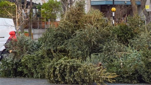 Kerstboom weggooien? Wat Gent betreft eet je 'm voortaan op
