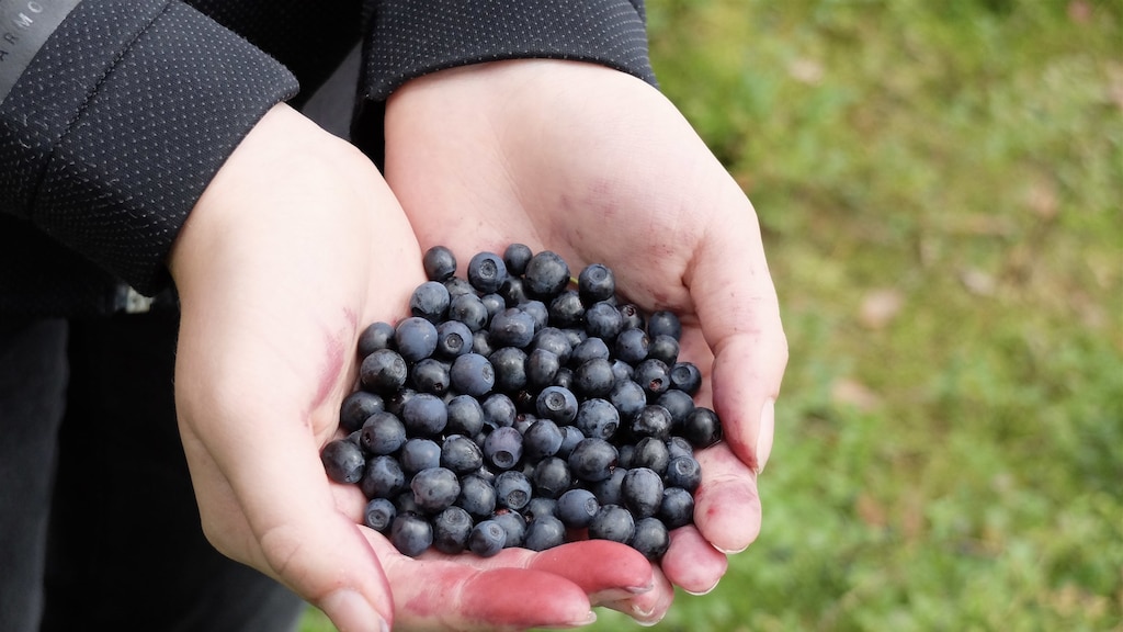 Mogelijk honderden mensen besmet met hepatitis A na eten blauwe bessen Albert Heijn