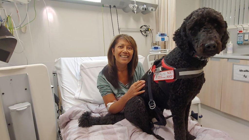 Hulphond Darco dood door vuurwerk: 'Hopen op landelijk verbod'