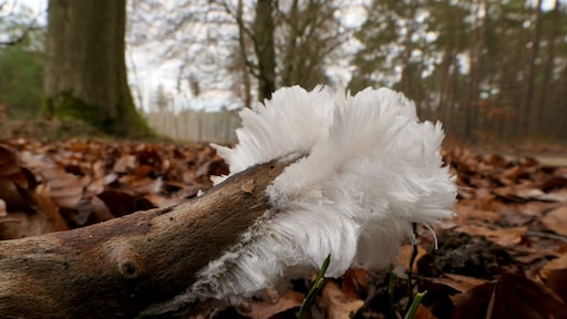 IJshaar: bijzonder natuurfenomeen nu te spotten