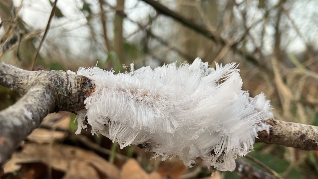 IJshaar gespot in het bos bij Zwolle.