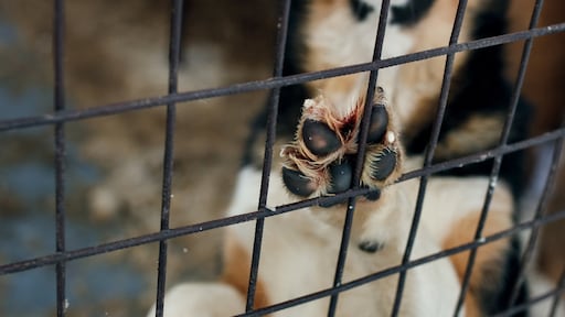 71 verwaarloosde honden gevonden in vieze kelder Zevenhoven