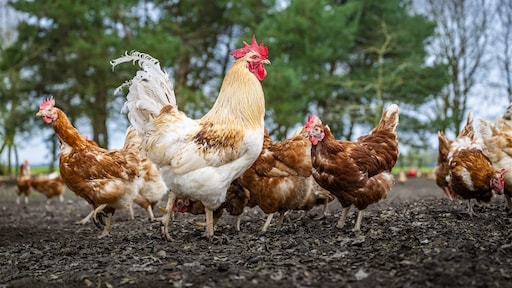 Moderna krijgt honderden miljoenen voor ontwikkeling vogelgriepvaccin