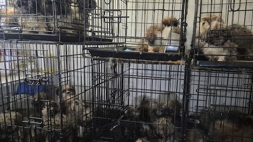 NVWA: toestand van uit donkere kelder geredde puppy's 'erbarmelijk'