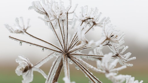 Voor het eerst sinds 762 dagen een ijsdag, te danken aan de mist