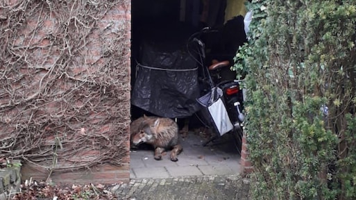 Wolf al uren in schuurtje bij woning Hengelo: 'Hij sprong zo de tuin in'
