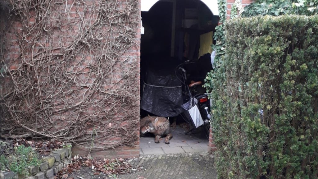 De wolf in het schuurtje in Hengelo.