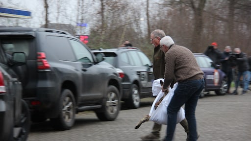 Wolf die uren in schuur woning lag, is kerngezond: 'Heel atypisch gedrag'