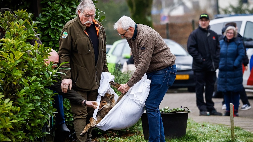 Zorgen om wolf die in schuurtje Hengelo lag te slapen