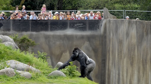 Kruimeldiefstal kost medewerker Blijdorp na 37 jaar trouwe dienst de kop