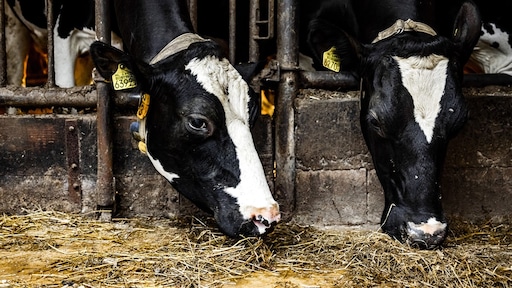 Maatregelen om mond- en klauwzeer afgeschaald