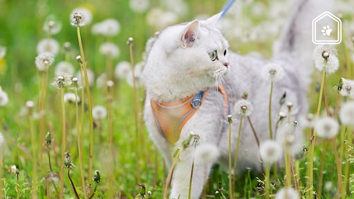 Tuigje voor je kat? Dierenarts Piet legt uit waarom het wél (of geen) goed idee is