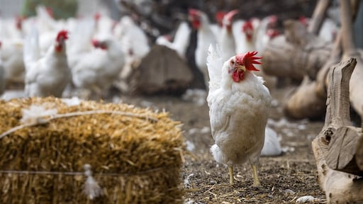 Vogelgriep op Friese boerderij, voor het eerst dit jaar in Nederland