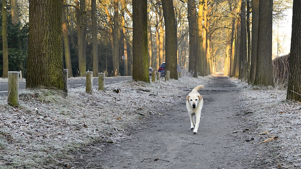 Mooie winterdag met volop zon: hogedrukgebied blijft hangen