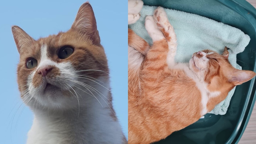 Kat Kees overleed vorig jaar onder verdachte omstandigheden.