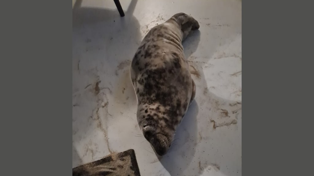 De zeehond heeft de hotelkamer niet heel netjes achtergelaten.