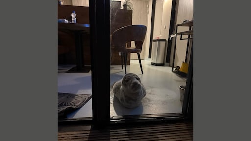 Zeehond doet dutje in hotelkamer in Vlissingen - met zeezicht