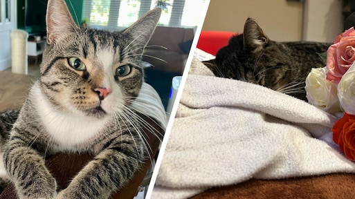 Angst voor kattenmoordenaar in Houten: 2000 euro voor gouden tip