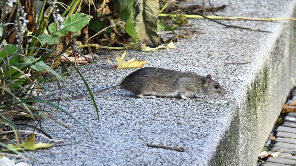 Meer ratten door warmer weer: 'We zien ze vaker, ook overdag'