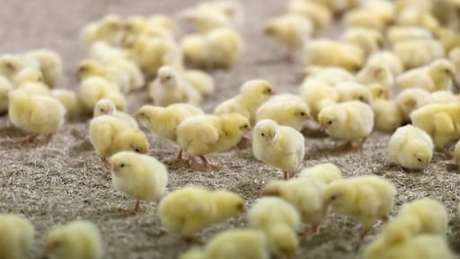 Einde aan het doden van miljoenen haantjes, dag na hun geboorte: 'We gaan veel leed besparen'