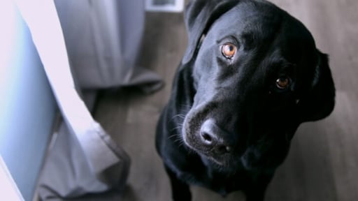 Dit is dus waarom je hond zo bang is voor de stofzuiger