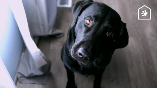 Dit is dus waarom je hond zo bang is voor de stofzuiger