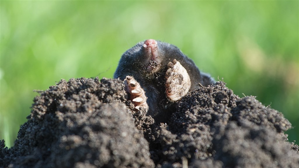 Meer molshopen, maar niet meer mollen: hoe kan dat?