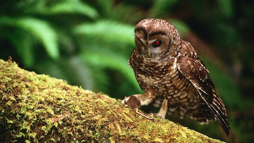 Voor 5 dollar 'eet' een uil je ex op in Canada