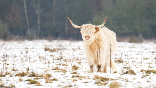 Zonnig en koud winterweer, hoge temperaturen in aantocht