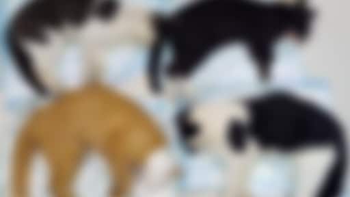 Dierenambulance Utrecht 'komt om' in aantal aangereden katten