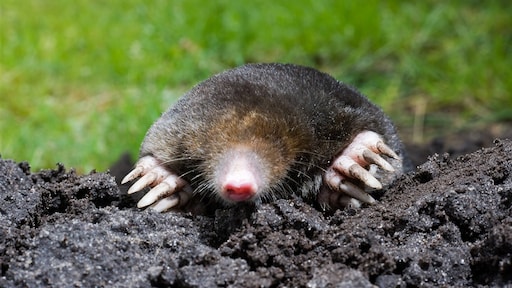 Ruim 20.000 molshopen geteld in tuinen, maar kijk het beestje er niet op aan