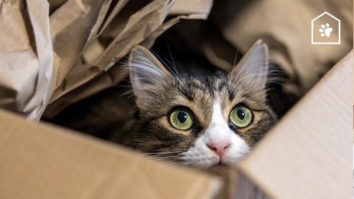 Waarom katten zo graag in een kartonnen doos zitten